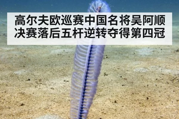 高尔夫欧巡赛中国名将吴阿顺决赛落后五杆逆转夺得第四冠