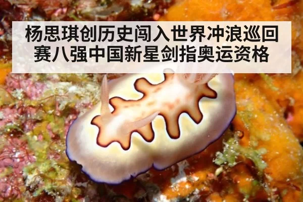 杨思琪创历史闯入世界冲浪巡回赛八强中国新星剑指奥运资格